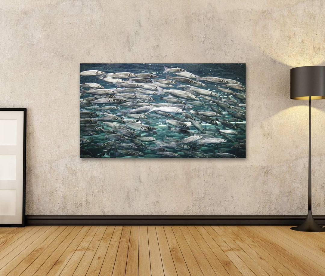 islandburner Bild auf Leinwand Makrele Viele Fische Unterwasseransicht Bilder Wandbilder Poster Lein
