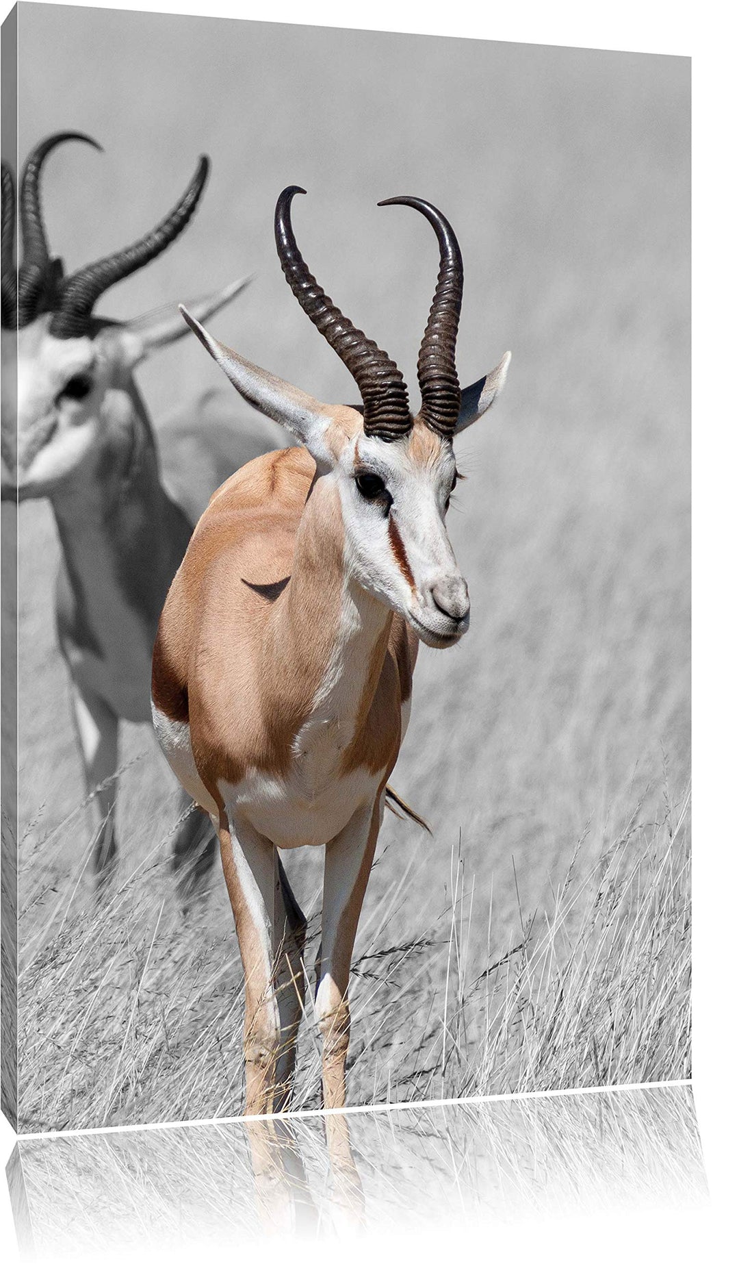 Pixxprint Tiere in Savanne, Rehe, Afrika als Leinwandbild/Grösse: 120x80 / Wandbild/Kunstdruck/ferti