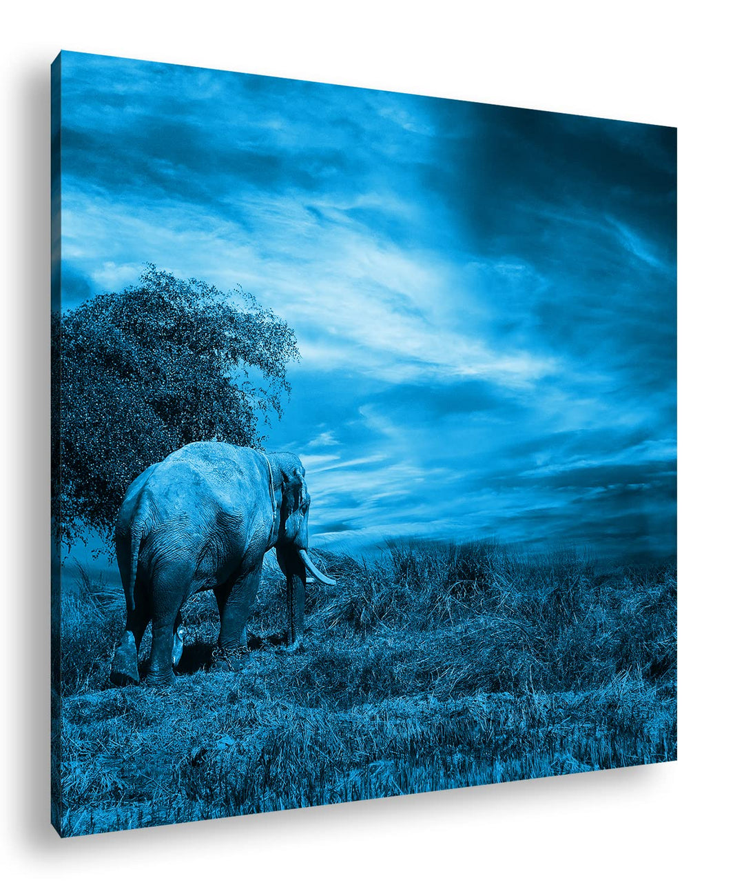 einsamer Elefant in der Steppe Format: 60x60 Effekt: Monocrome Blau als Leinwandbild, Motiv fertig g