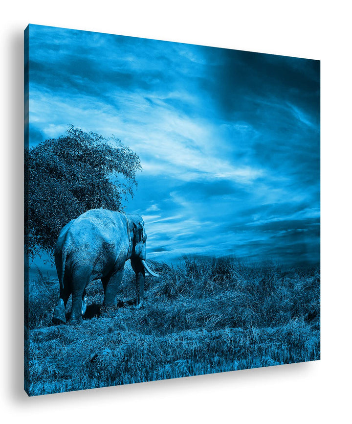 einsamer Elefant in der Steppe Format: 60x60 Effekt: Monocrome Blau als Leinwandbild, Motiv fertig g