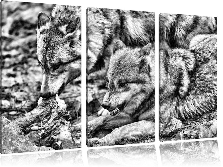 Pixxprint Monocrome, Wölfe beim Fressen 3-Teiler Leinwandbild 120x80 Bild auf Leinwand