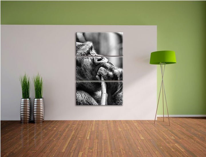 Pixxprint Gorilla isst als Leinwandbild/Grösse: 3 Teilig (120x80) cm/Wandbild/Kunstdruck/fertig besp