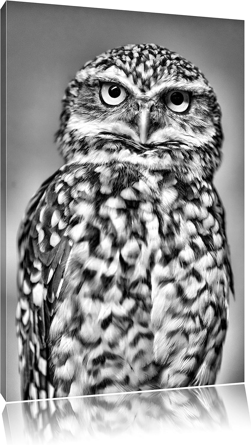 Monocrome, kleine Eule, Format: 100x70 auf Leinwand, XXL riesige Bilder fertig gerahmt mit Keilrahme