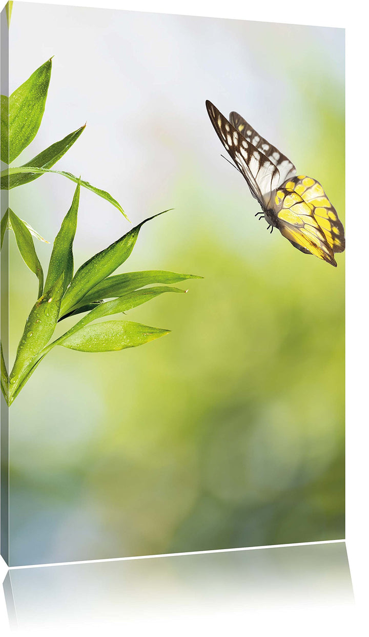 Bambus mit Schmetterling , Format: 80x120 auf hochkantiges Leinwand, XXL riesige Bilder fertig gerah