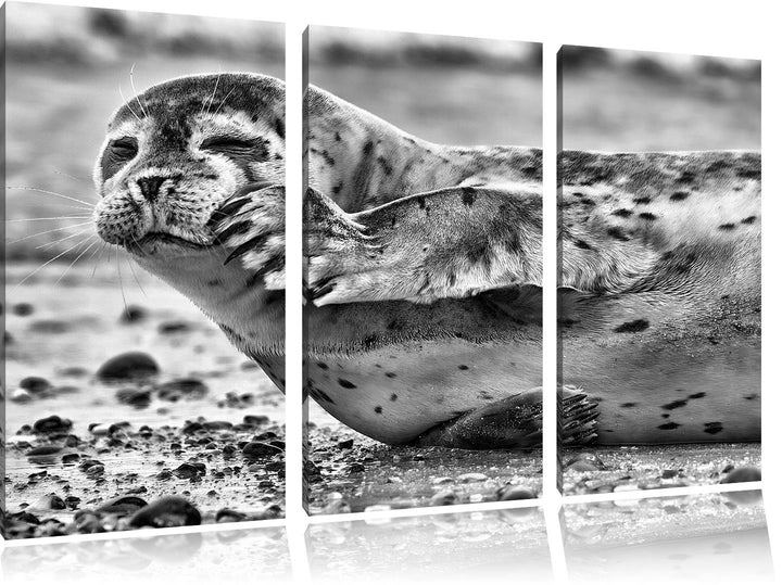 Pixxprint süsse Robbe beim Putzen als Leinwandbild/Grösse: 3 Teilig (120x80) cm/Wandbild/Kunstdruck/