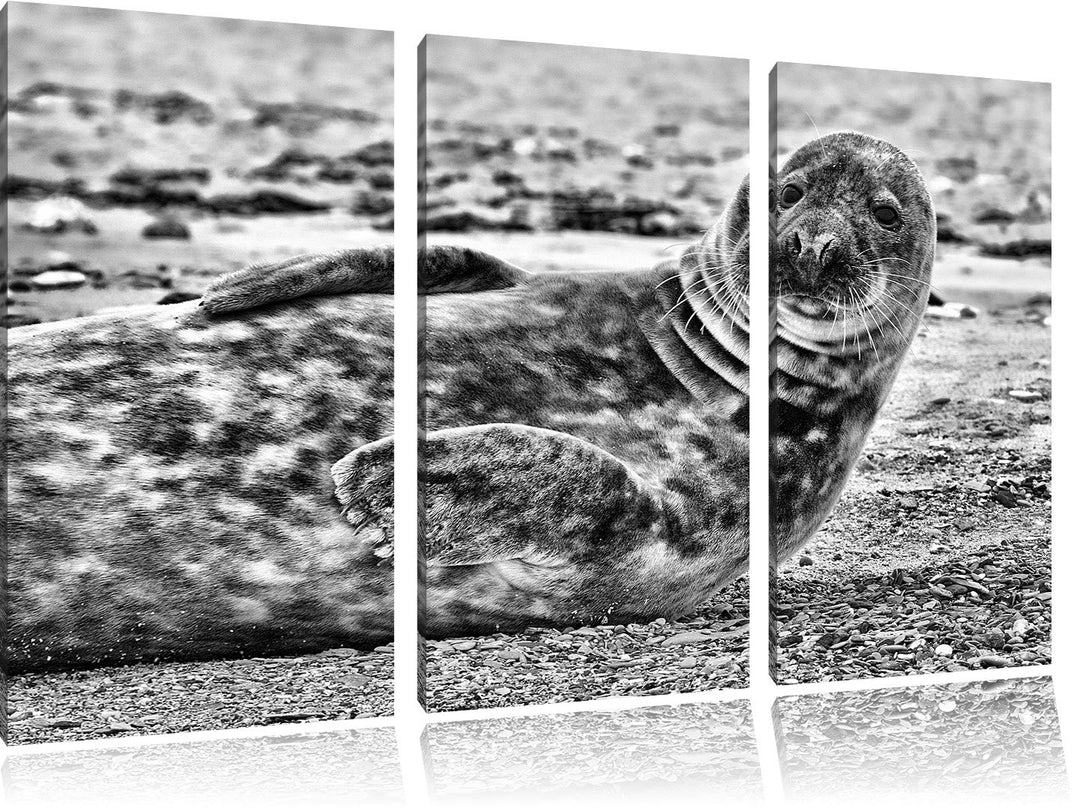 Pixxprint Robbe an Kiesstrand als Leinwandbild/Grösse: 3 Teilig (120x80) cm/Wandbild/Kunstdruck/fert