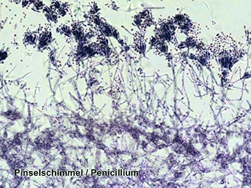 Bresser Mikroskop Dauerpräparate 25 Stück in Kunststoffbox, Lernpräparate aus der Biologie 25 Stück