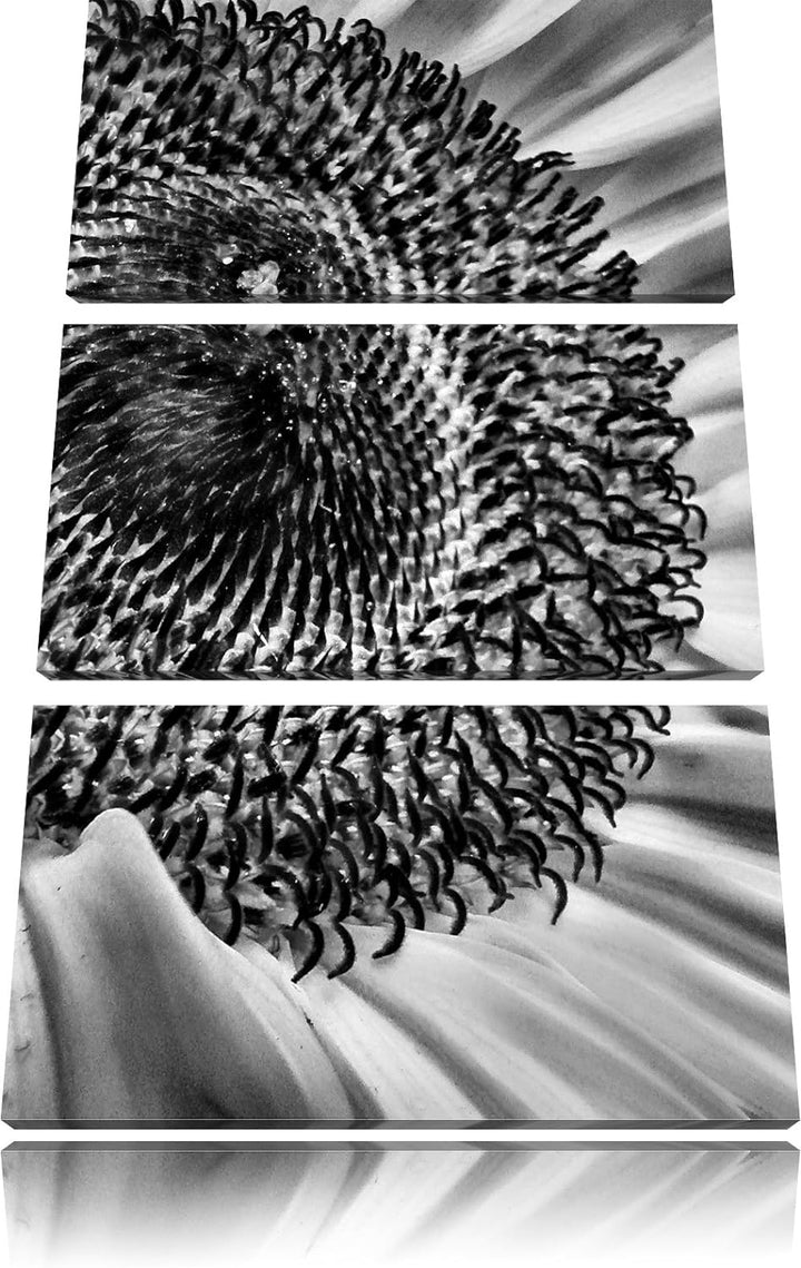 Pixxprint Monocrome, grosse Sonnenblume 3-Teiler Leinwandbild 120x80 Bild auf Leinwand