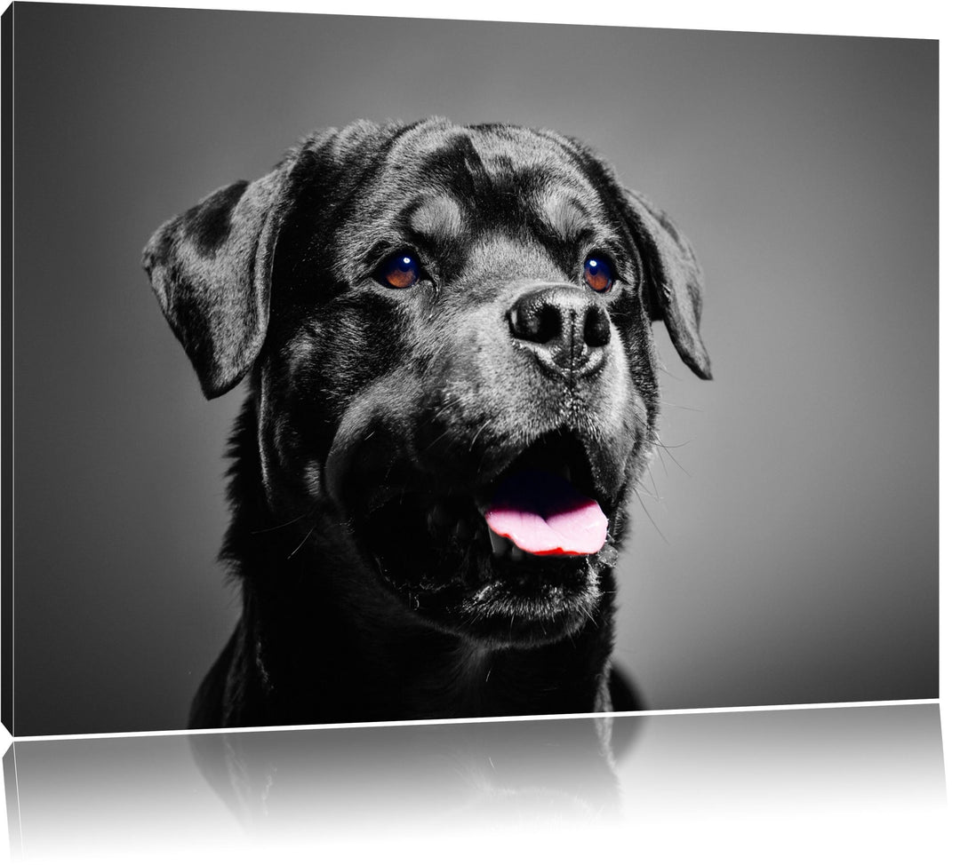 aufmerksamer Rottweiler schwarz/weiss Format: 100x70 auf Leinwand, XXL riesige Bilder fertig gerahmt