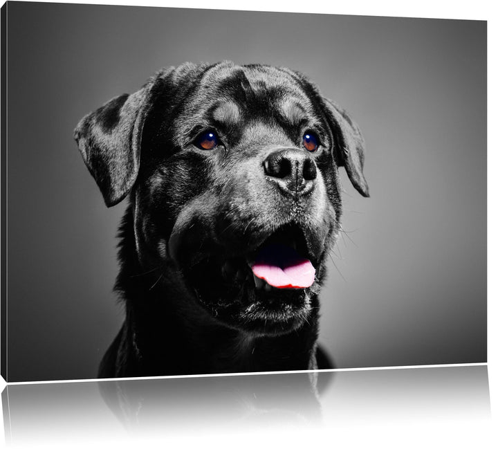 aufmerksamer Rottweiler schwarz/weiss Format: 100x70 auf Leinwand, XXL riesige Bilder fertig gerahmt
