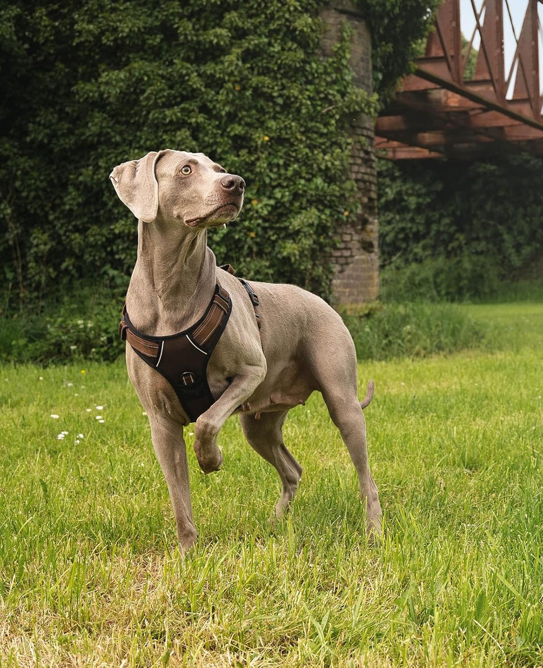 lionto Hundegeschirr gepolstert aus weichem Nylon, Grösse L, reflektierendes Anti Zug Geschirr für H