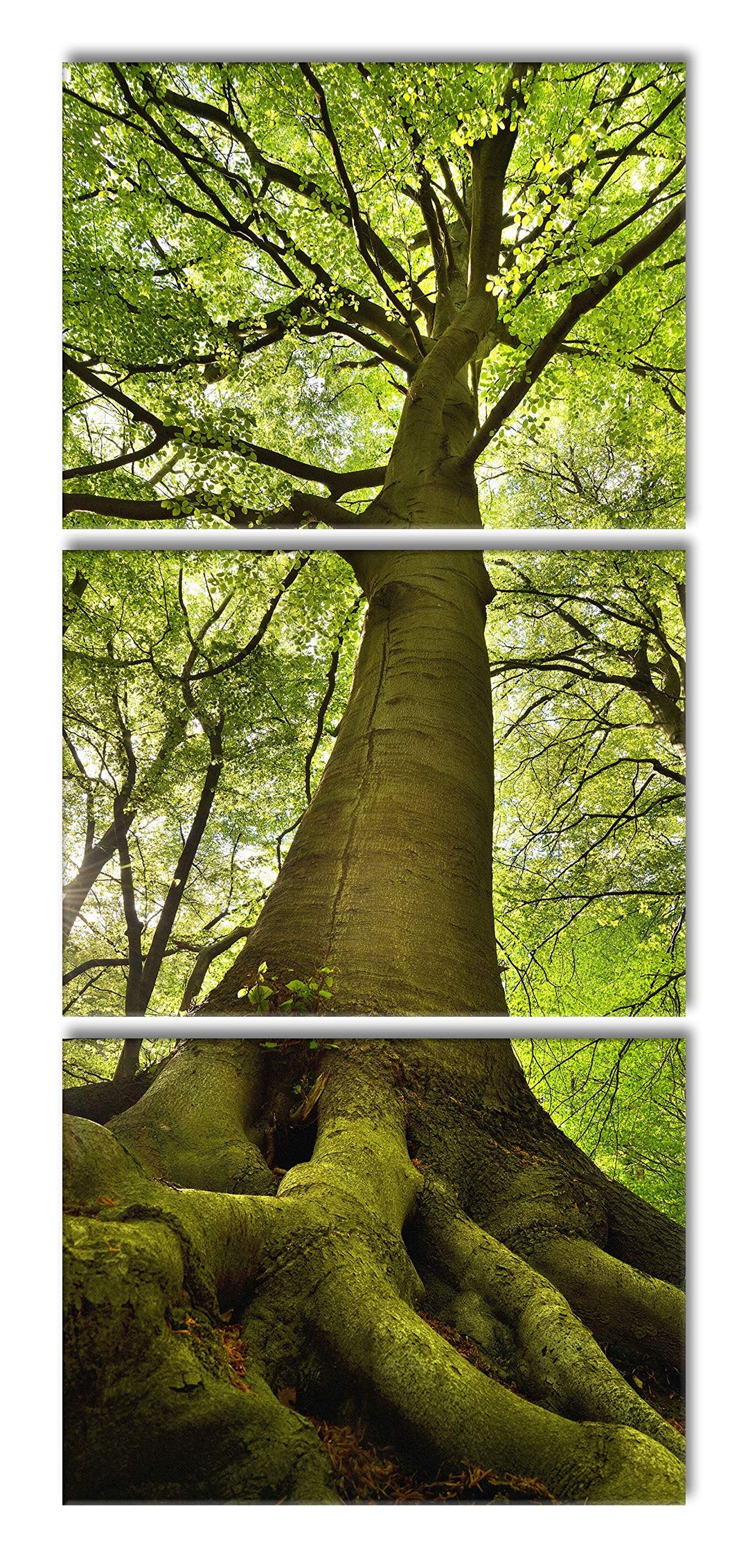 Pixxprint Riesiger Baum im Dschungel als XXL Leinwandbild in Übergrösse 180x80cm Gesamtmass 3 teilig