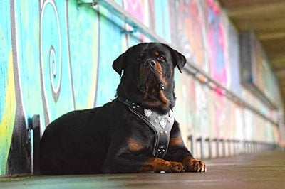 Bestia "Aztec'' Leder Brustgeschirr für grosse Hunde in Schwarz M- für einen Brustumfang von 50 cm b
