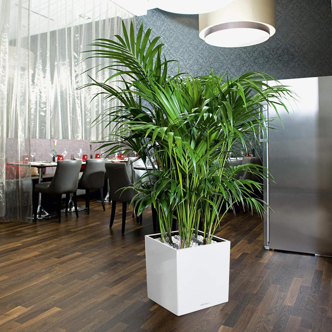 LECHUZA CUBE Premium 40 scarlet rot hochglanz 16367 39x39x40 cm Scarlet Rot Hochglanz, 39x39x40 cm S