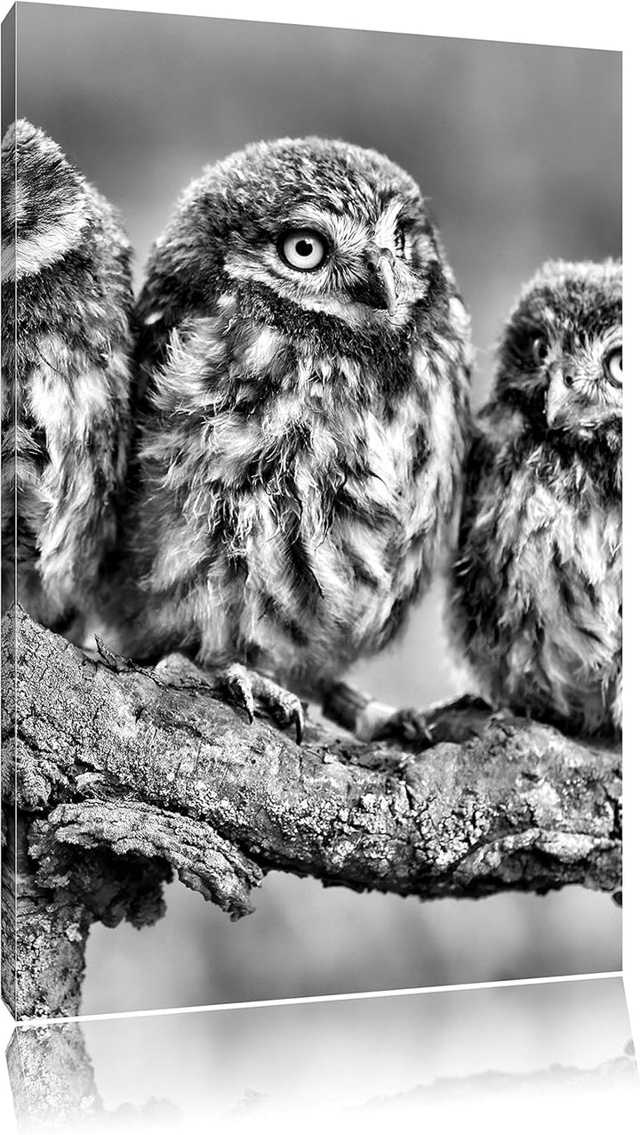 Pixxprint DREI Eulen auf AST / 100x70cm Leinwandbild bespannt auf Holzrahmen/Wandbild Kunstdruck Dek