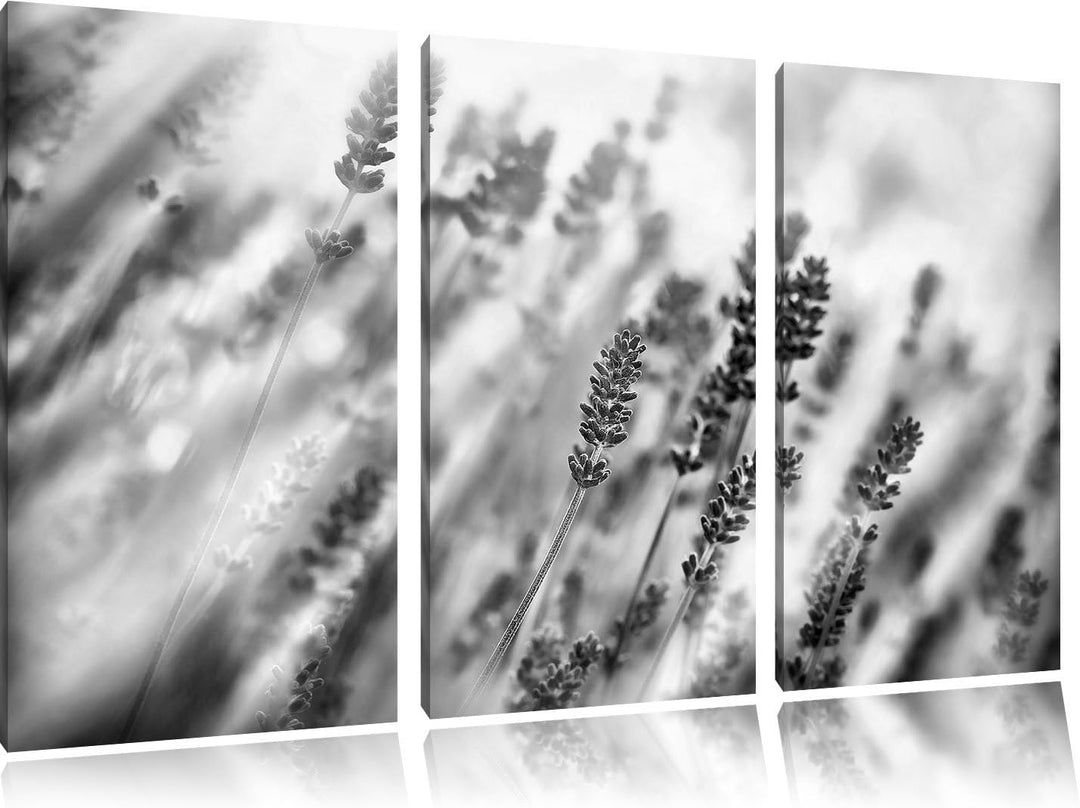 Pixxprint Schöner Lavendel im sanften Licht als Leinwandbild/Grösse: 3 Teilig (120x80) cm/Wandbild/K