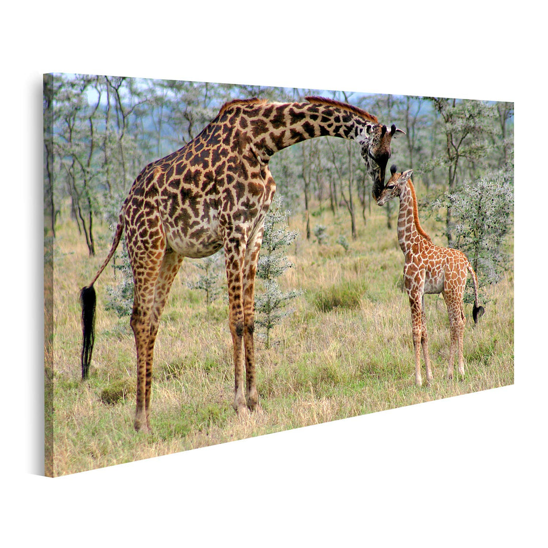 islandburner Bild auf Leinwand Mutter Baby Giraffe Natur Bilder Wandbilder Poster, 80L x 40B cm