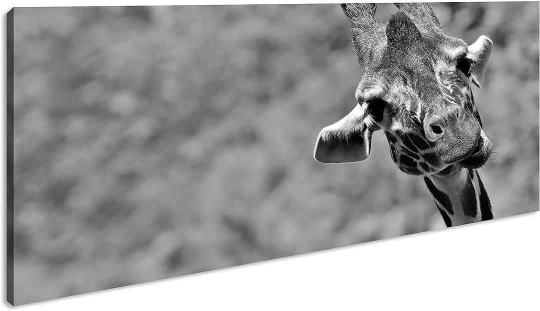 lustige Giraffe Panorama 120x60 cm Effekt: Schwarz/Weiss als Leinwandbild, Motiv fertig gerahmt auf