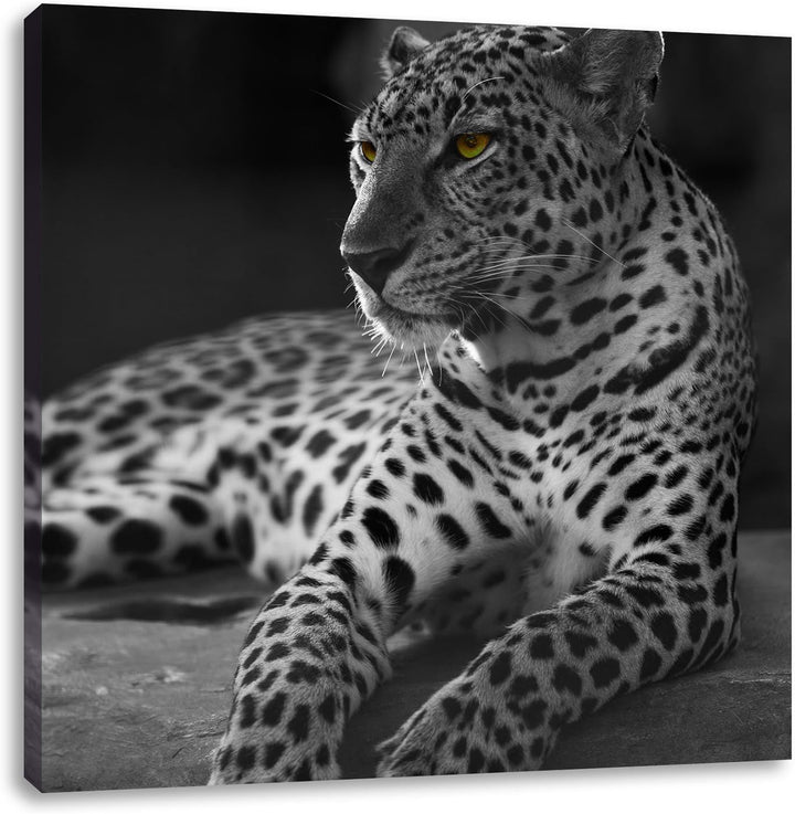 Pixxprint Leopard auf Felsen liegend als Leinwandbild Quadratisch/Grösse: 70x70 / Wandbild/Kunstdruc
