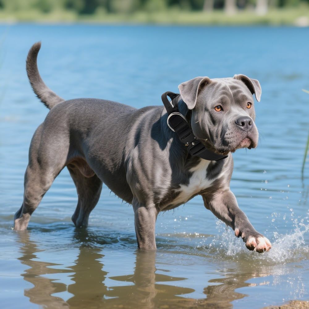 TSPRO Premium Hundehalsband mit Griff Dickes Verstellbares Hundehalsband Schwere Ausführung Schnellv
