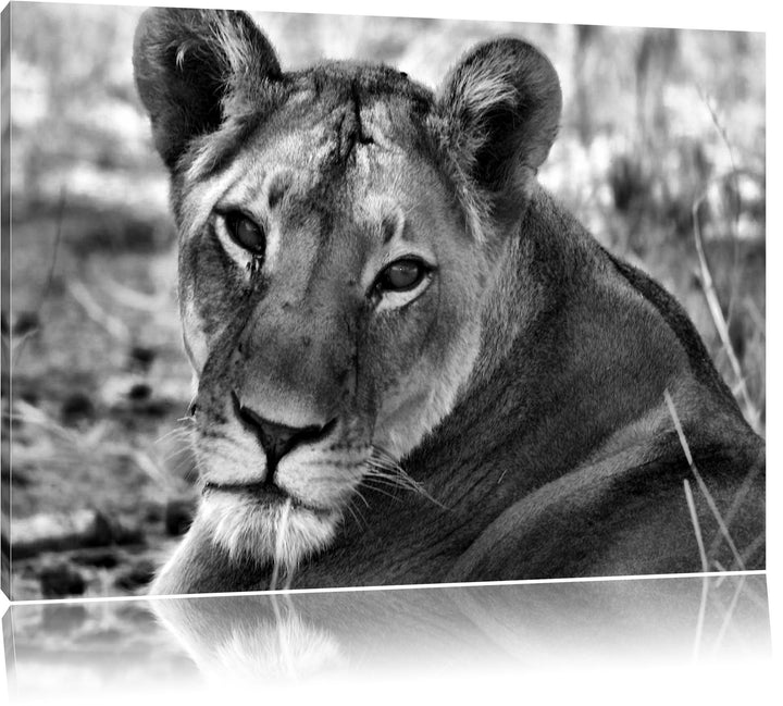Pixxprint schöne Löwin im Wildgras als Leinwandbild/Grösse: 100x70 / Wandbild/Kunstdruck/fertig besp
