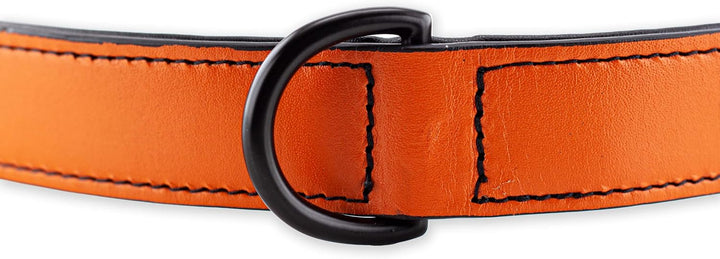 Brute Strength Hundehalsband aus Leder - Orange - XXL - 66-73 cm XXL - 66-73 cm Orange, XXL - 66-73