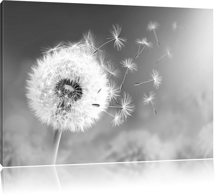 Löwenzahn Samen Kunst B&W, Format: 100x70 auf Leinwand, XXL riesige Bilder fertig gerahmt mit Keilra