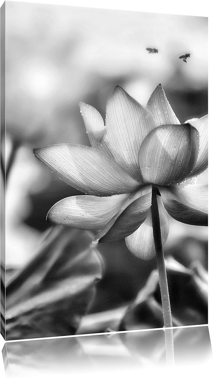 Pixxprint Lotus im Abendlicht / 100x70cm Leinwandbild bespannt auf Holzrahmen/Wandbild Kunstdruck De