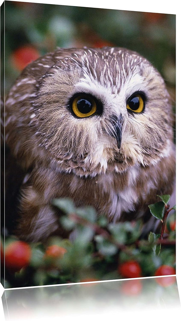Pixxprint Eule im Vogelbeerenstrauch als Leinwandbild/Grösse: 100x70 / Wandbild/Kunstdruck/fertig be