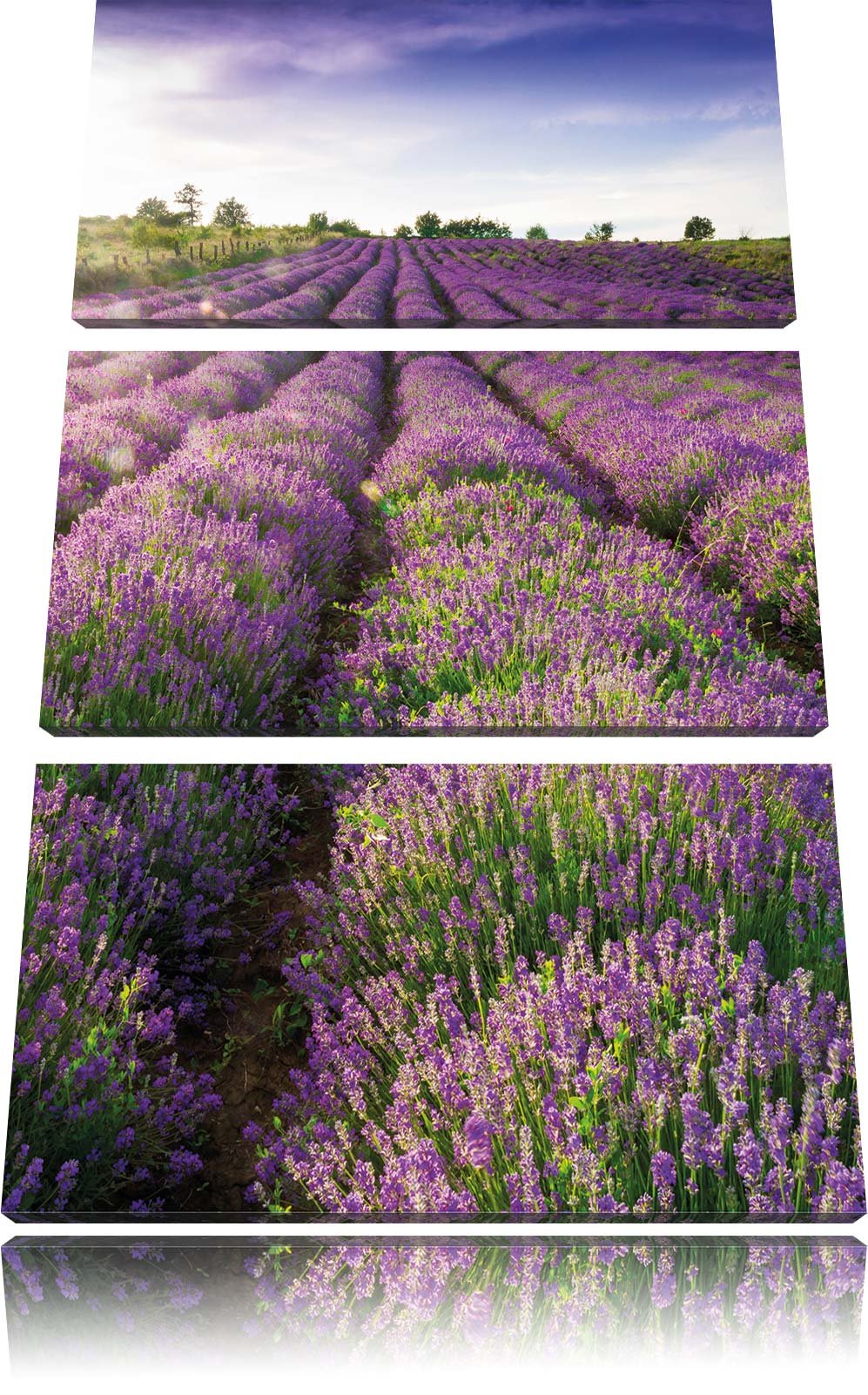 Pixxprint Lavendelfeld Provence als Leinwandbild/Grösse: 3 Teilig (120x80) cm/Wandbild/Kunstdruck/fe