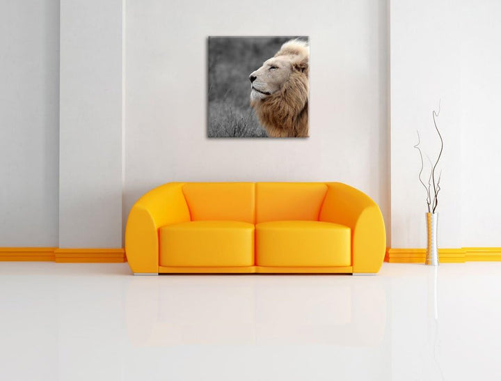 Pixxprint Weisser Löwe in der Savanne als Leinwandbild/Grösse: 70x70 cm/Wandbild/Kunstdruck/fertig b