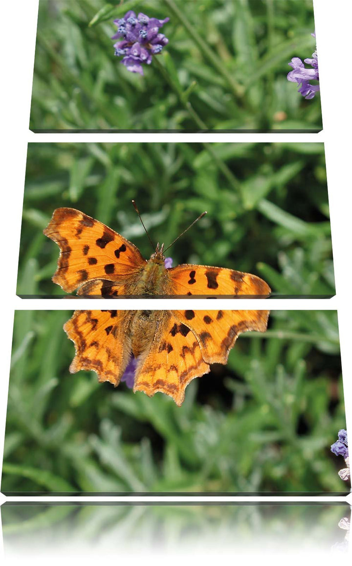 Pixxprint Schmetterling auf Blumenwiese / 3-Teilig/Gesamtmass 120cm Leinwandbild bespannt auf Holzra