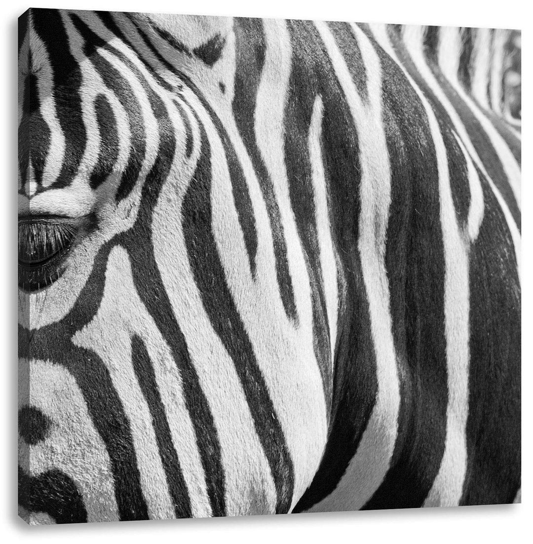 Pixxprint Zebra Porträt, Format: 70x70 auf Leinwand, XXL riesige Bilder fertig gerahmt mit Keilrahme