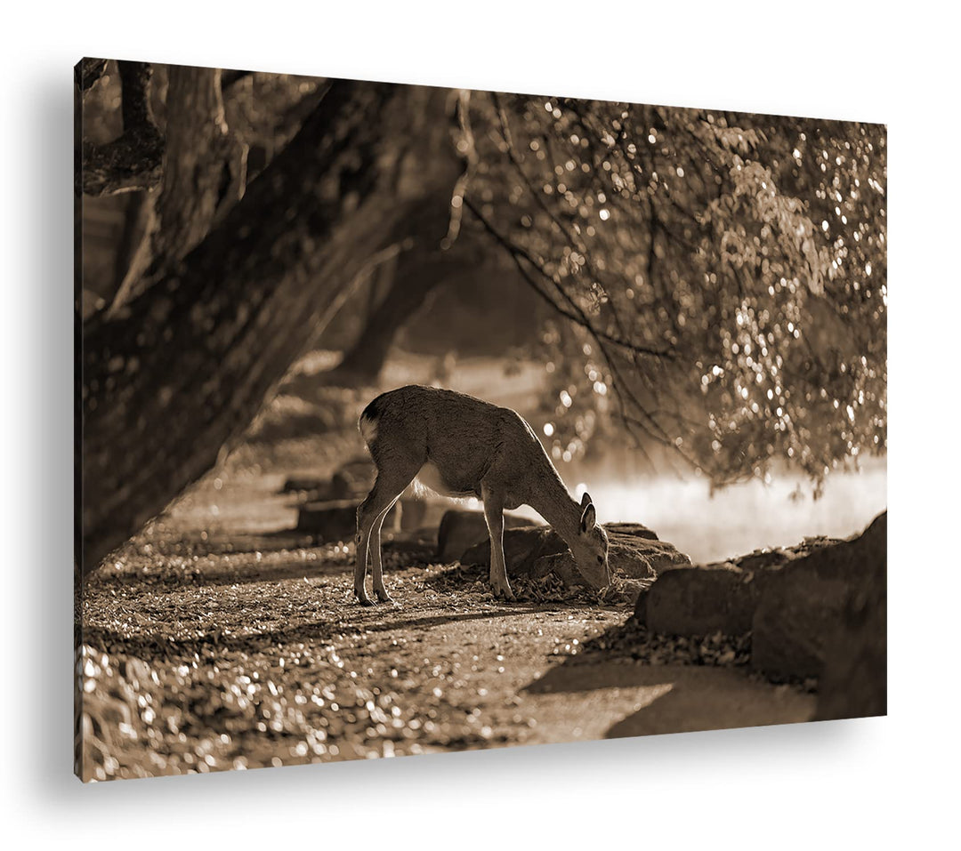 deyoli scheues Reh Format: 80x60 Effekt: Sepia als Leinwandbild, Motiv fertig gerahmt auf Echtholzra