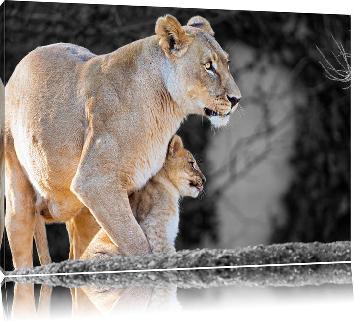 liebevolle Löwenmutter mit Jungtier schwarz/weiss auf Leinwand, XXL riesige Bilder fertig gerahmt mi