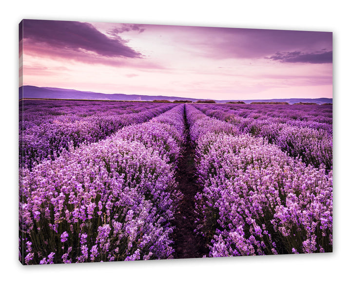 Pixxprint blühendes Lavendelfeld als Leinwandbild | Grösse: 100x70 cm | Wandbild | Kunstdruck | fert