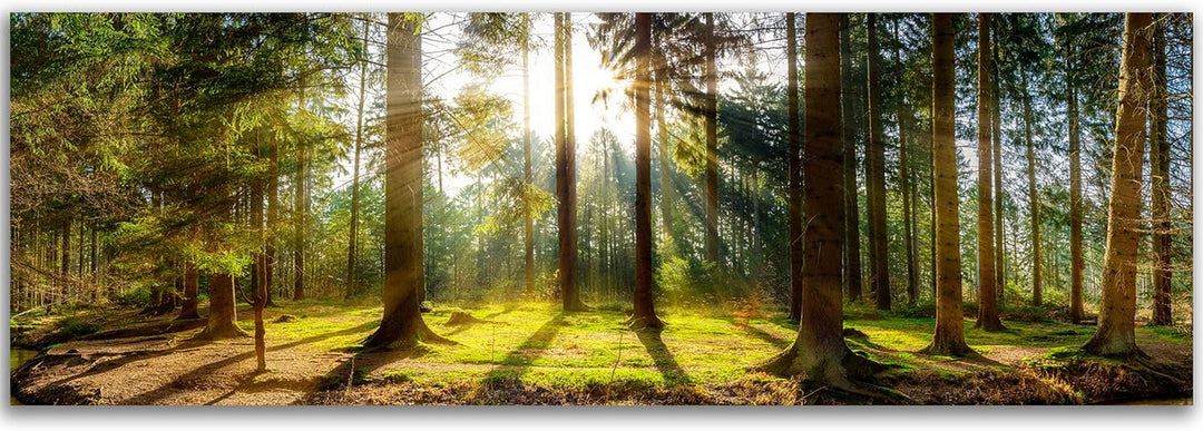 Feeby Bilder Wald Bäume Natur 90x30 cm Wohnzimmer Schlafzimmer Büro Flur Küche Wandbilder Modern Bil