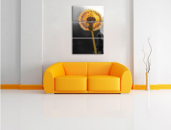 Pixxprint schöne Pusteblumen beim Sonnenuntergang schwarz/weiss 3-Teiler Leinwandbild 120x80 Bild au