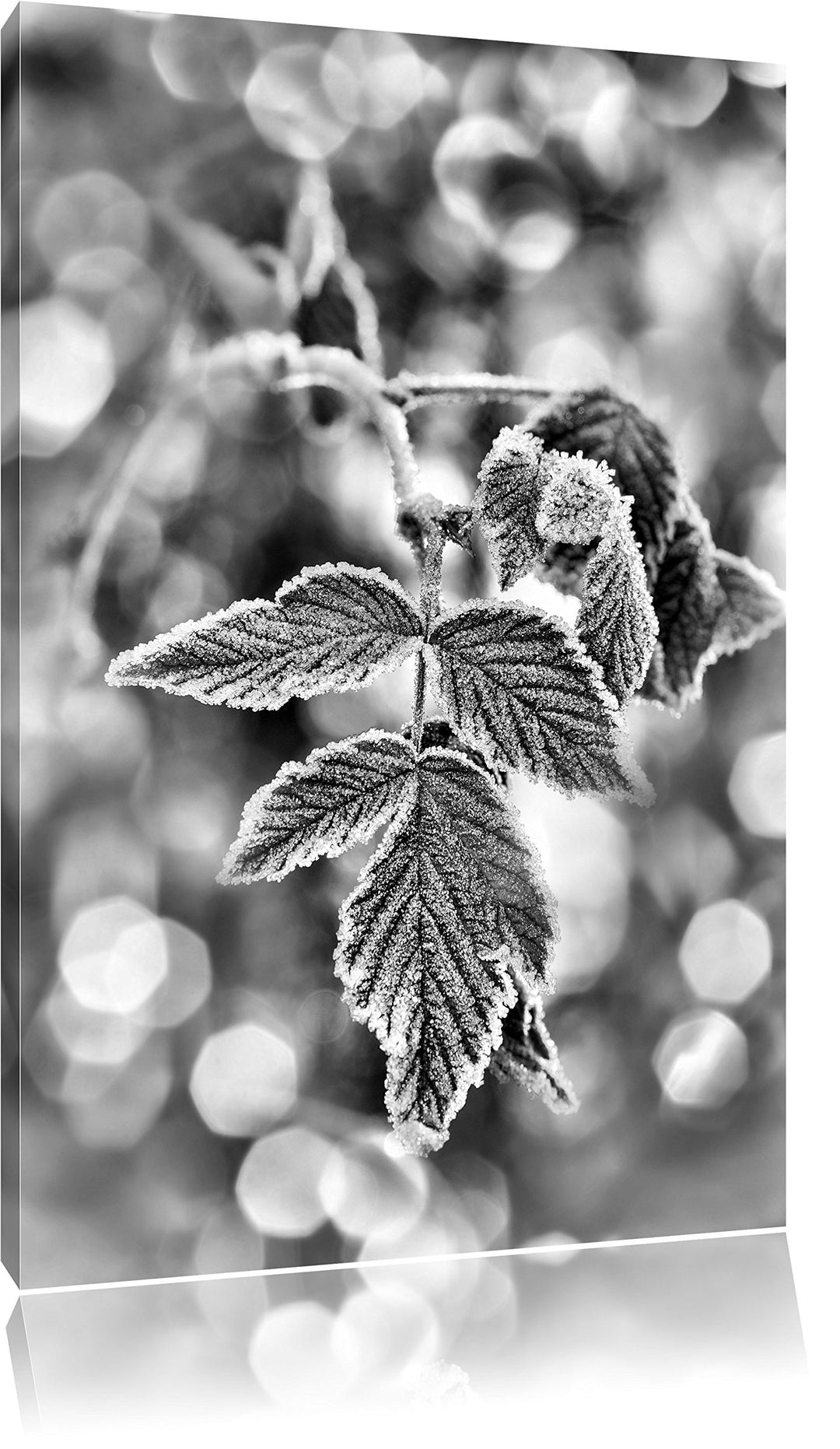 Pixxprint Blätter im Winter Morgenfrost als Leinwandbild/Grösse: 100x70 / Wandbild/Kunstdruck/fertig