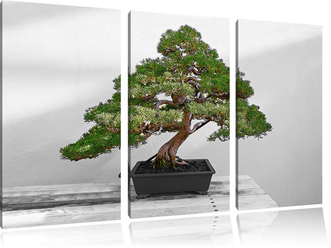 Bonsai Baum auf Holztisch schwarz/weiss 3-Teiler Leinwandbild 120x80 Bild auf Leinwand, XXL riesige