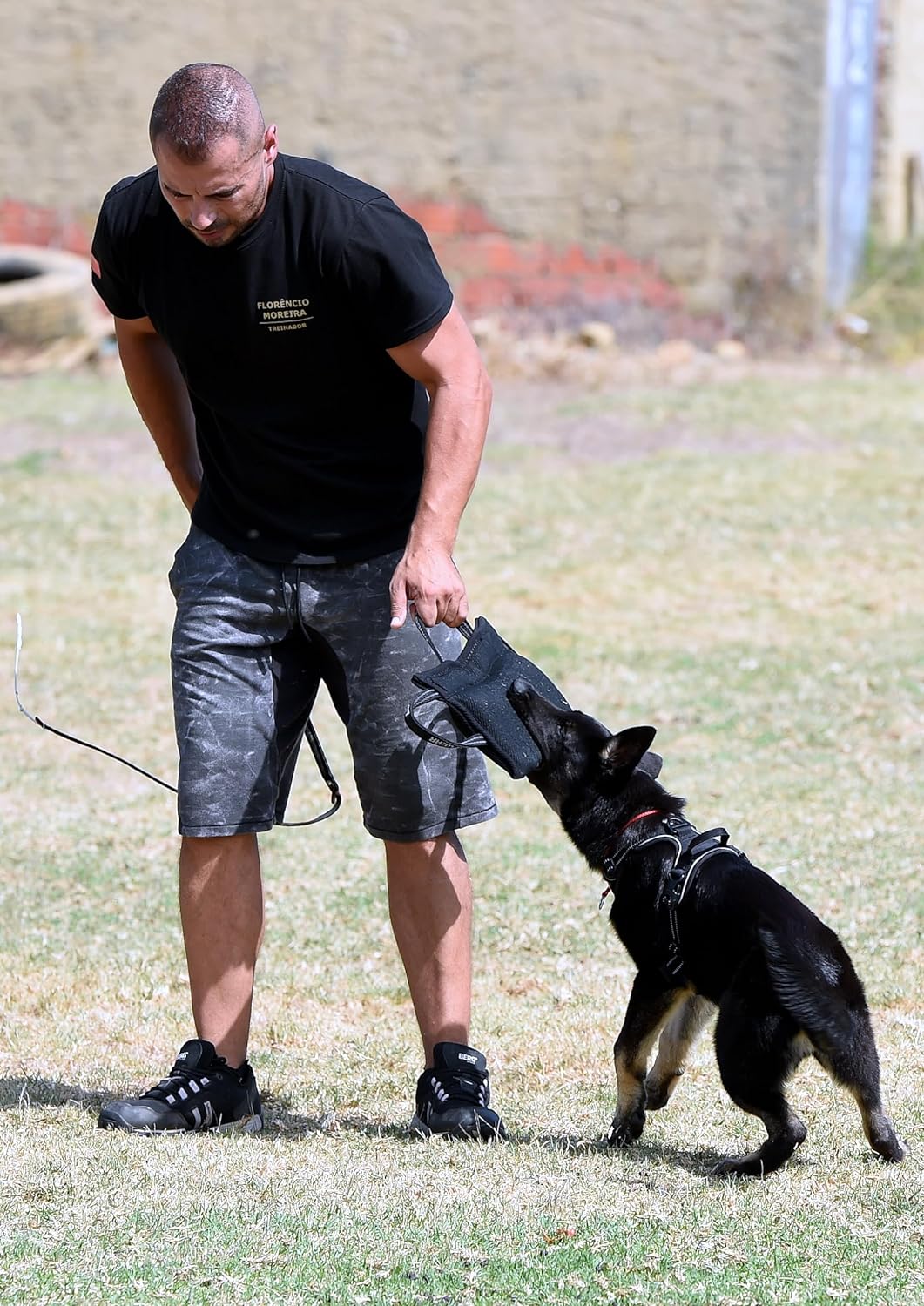 Dingo Gear Beisskissen Keilform Mini Weicher aus Baumwolle-Nylon Schwarz Welpen und Junge Hunde Ausb