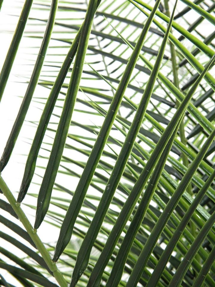 artplants.de Deko Phönix Palme, getopft, Deluxe, 220cm, wetterfest - Kunstpalme - Palme künstlich