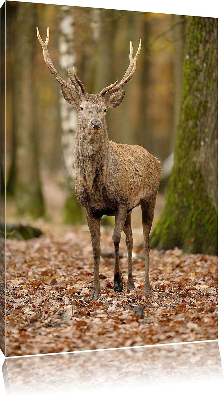 Schöner Hirsch im Wald, Format: 100x70 auf Leinwand, XXL riesige Bilder fertig gerahmt mit Keilrahme