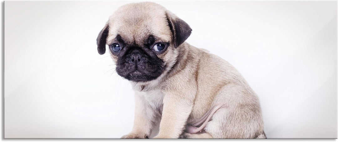 Glasbild Panorama | Wandbild aus Echtglas | Kleiner Hundewelpe Mops | 100x40 cm | inkl. Aufhängung u