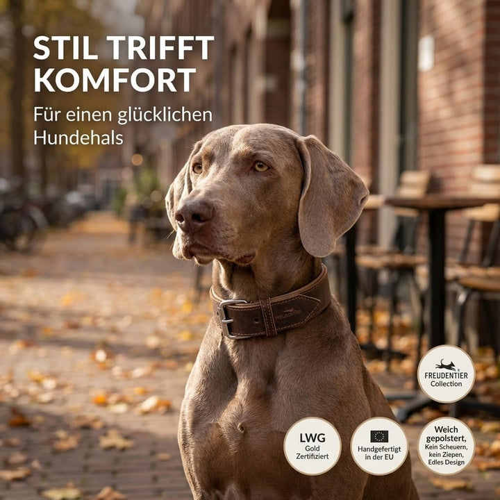 FREUDENTIER Hundehalsband aus Leder, Made in Holland, gefüttert &amp; super komfortabel, hochwertiges br