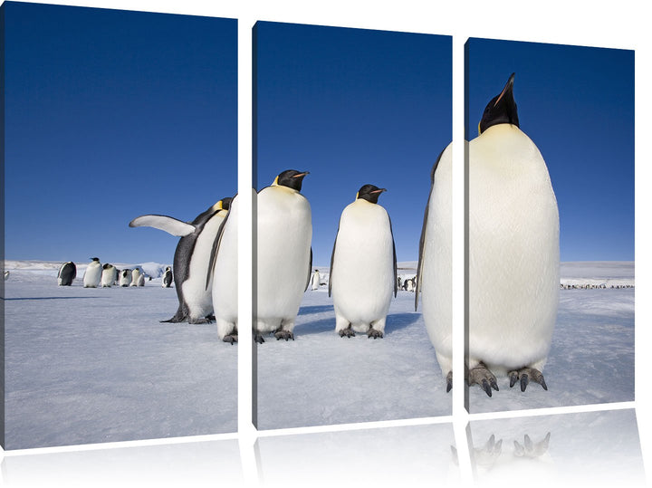 Pixxprint Kaiserpiguine in Antarktis / 3-Teilig/Gesamtmass 120cm Leinwandbild bespannt auf Holzrahme