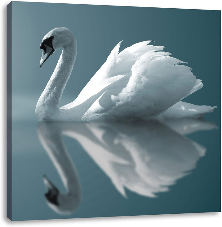 Pixxprint Edler weisser Schwan auf See als Leinwandbild/Grösse: 70x70 cm/Wandbild/Kunstdruck/fertig