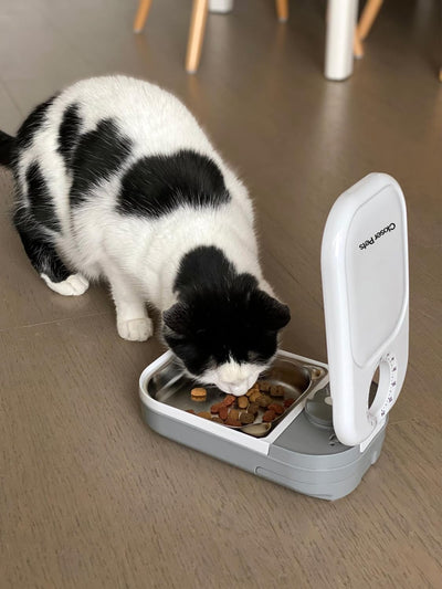 Closer Pets C100 One Meal Automatischer Futterspender für Katzen und kleine Hunde mit Edelstahl-Futt