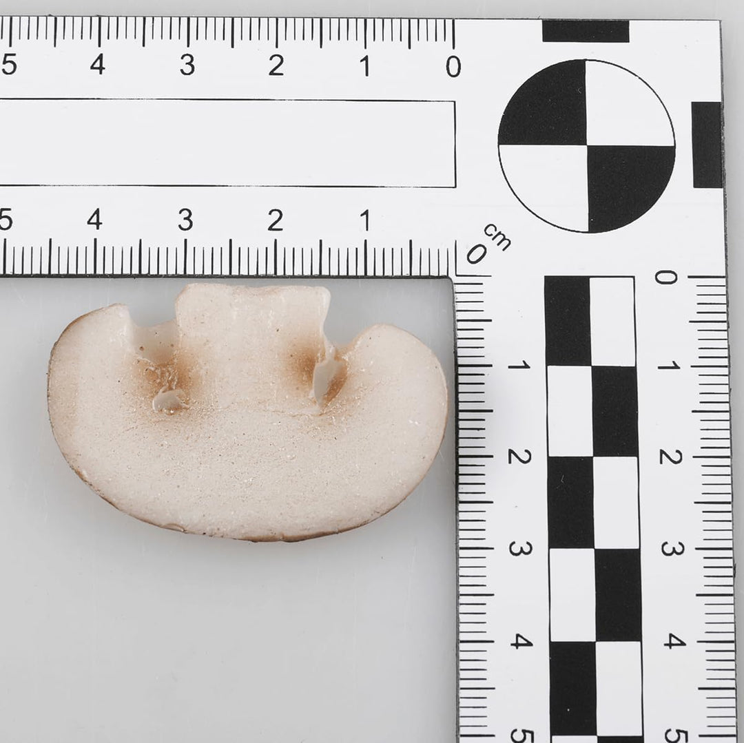 Deco Woerner Deko-Champignon-Scheiben Dummy Fake Lebensmittel Attrappen braune Pilze 12 Stück
