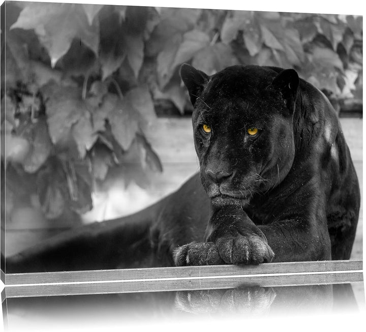 schöner schwarzer Panther schwarz/weiss auf Leinwand, XXL riesige Bilder fertig gerahmt mit Keilrahm